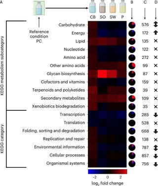 Differential regulation of KEGG-categorized N. californiae genes in response to lignocellulose availability reveals fungal transcriptome dynamics associated with carbohydrate metabolismChoudhary