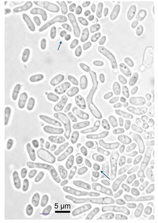Budding cells and asci with one to two spheroidal to ellipsoidal ascopores (arrows) of V. urihicola UFMG-CM- Y7006 on YM agar after 3 days at 25 °C.