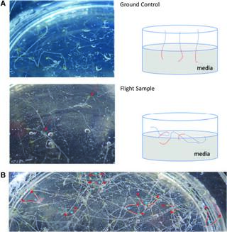 Representative ground and flight sample plates.