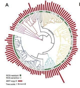The mannosyltransferase-encoding gene family contributes to ROS resistance in yeasts.