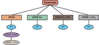 Growth conditions used for RNA-seq samples.