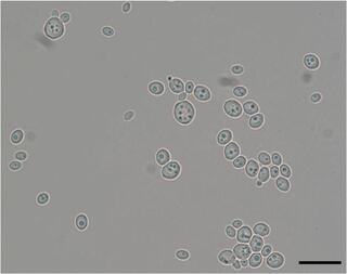 Cell morphology of Lachancea rosae sp. nov. (yHQL494) grown on YPDA at 25°C.