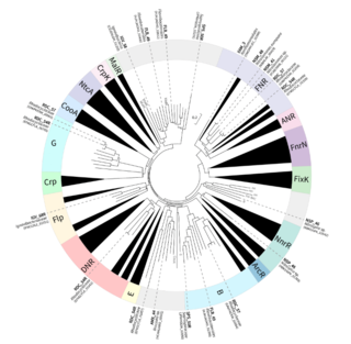 Phylogenetic tree