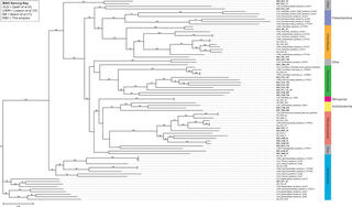 Phylogenetic tree. 