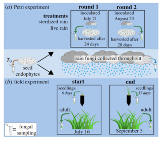 Experimental design to test leaf fungal endophyte transmission.