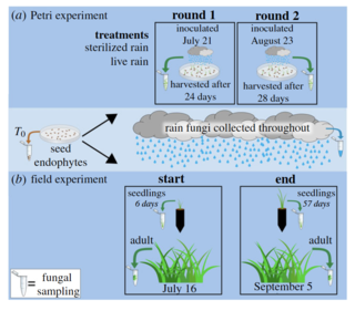 Experimental design to test leaf fungal endophyte transmission. 