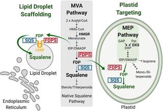 Representation of engineered squalene pathways employed for poplar transformations