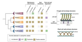 Signatures of convergent molecular evolution across cactophilic clades.
