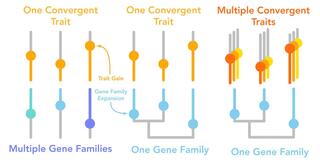 Models of convergent evolution.