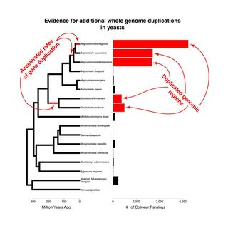 Evidence for additional whole genome duplication in yeasts