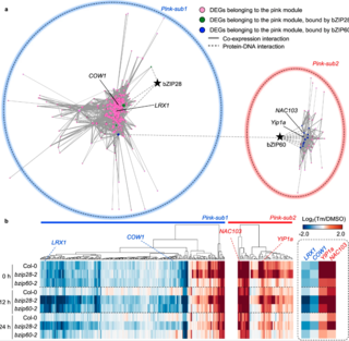 A gene regulatory network.