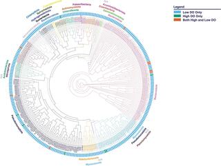 Phylogenetic map of 304 unique MAGs from the Pomona water reclamation plant.