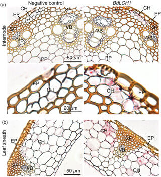 Cellular localization of BdLCH1 in mature vegetative tissues.