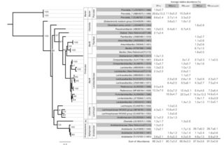 Phylogeny and average relative abundance of operational taxonomic units for each reactor. 