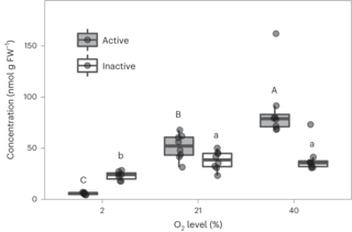 Active and inactive pools of glycine at varying O2 levels.