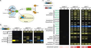 Proteomics response of sulfur-related pathways in the engineered strains