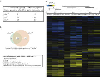 Transcriptomics overview of the engineered isobutanol strains.