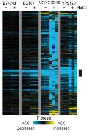 Hierarchical clustering of 3,644 genes with a fitness effect (FDR < 0.05) in at least one strain grown in NaCl stress