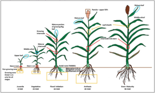 Schematic showing the developmental stages of Sorghum bicolor. 