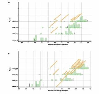 Relationship between relative evolutionary divergence (RED) and taxonomic rank between budding yeasts and other major fungal lineage