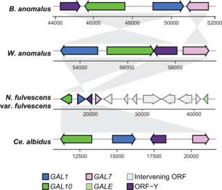 Syntenic GAL clusters between distantly related groups of yeasts.