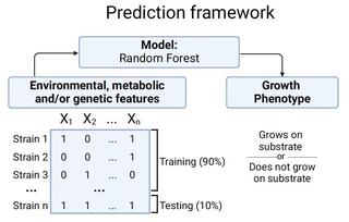 Workflow for machine learning prediction of how diet influences the evolution of primary metabolism in the subphylum Saccharomycotina.