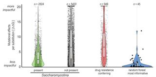 Erg11 variants naturally present in Saccharomycotina yeasts, especially those used that best predict fluconazole resistance, are less destabilizing than other Erg11 variants, as well as previously known clinical variants.