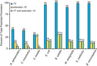 Percentage of promoters in indicated bacterial species.