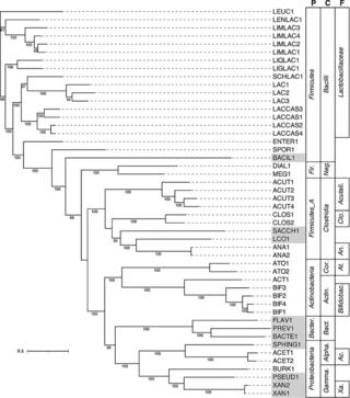 Phylogeny of dRep-identified representative MAGs