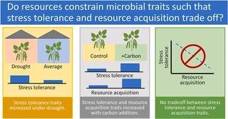 Do resources constrain microbial traits