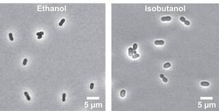 Bright-field microscopy evaluation of cell morphological changes when Z. mobilis was grown anaerobically in minimal media,