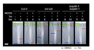 Suppression of ER stress sensitivity in Col-0, ire1a/b and bzip28/60 by MG132