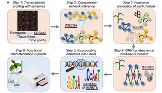 A schematic overview of NEEDLE.