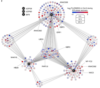 A TF network underlying the UPR.