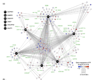 Transcriptions factors network.