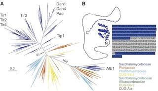 Maximum likelihood phylogeny of the anCWMP genes and AFB1 genes from the budding yeast 