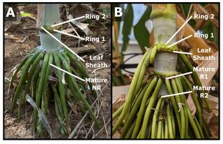 Sorghum nodal root buds and nodal root outgrowth from lower stem nodes.