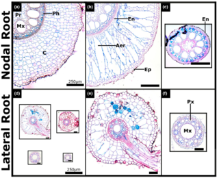 Bioenergy sorghum root anatomy. 