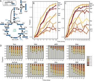 Dynamic 13C labeling of selected central carbon metabolites.