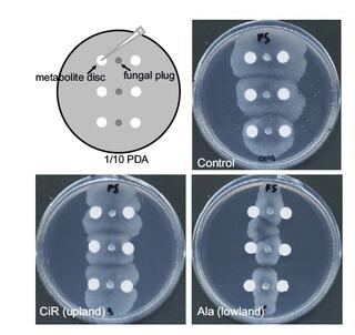 Extracts and fractions of upland and lowland switchgrass root tissues exhibit differential growth inhibition of the tested fungi