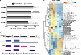 Transcriptomic profiles of Accumulibacter clades.