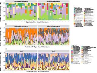 Relative abundances of bacterial families in sorghum epicuticular wax