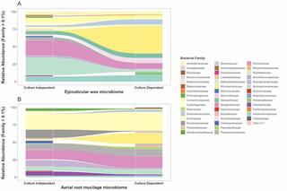 Overlap in bacterial diversity found in the sorghum epicuticular wax and aerial root mucilage based on culture-independent and culture-dependent approaches.