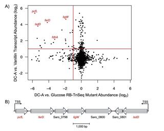 Genome-wide screens identify candidate genes for DC-A catabolism.