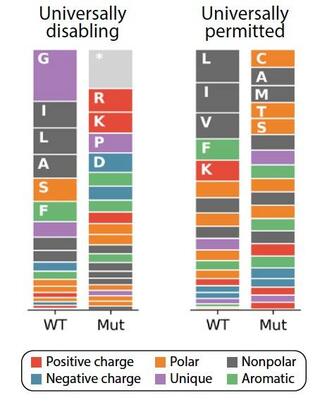 WT and mutant amino acid frequencies for universally permitted and disabling clusters.
