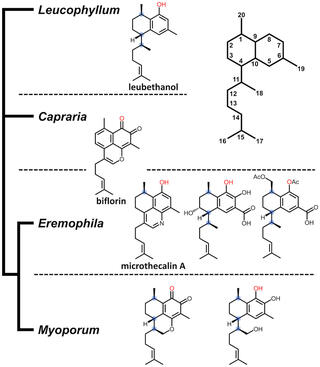 Distribution of serrulatane diterpenoids in members of the Scrophulariaceae family. 