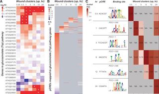 Co-expression and regulation of glucosinolate from tryptophan pathway genes. 