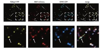 Confocal images of transiently expressed TGNap1-YFP, MIN7-mCherry, and SYP61-CFP in N. tabacum showing TGN localization of TGNap1 and MIN7 with the TGN marker SYP61