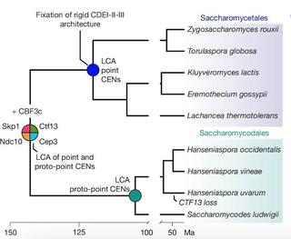 Comparative summary of centromere organization between the sister orders