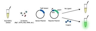Cell-free expression system consisting of a sensor plasmid and an sfGFP reporter plasmid whose expression is mediated by ligand binding by the sensor.
